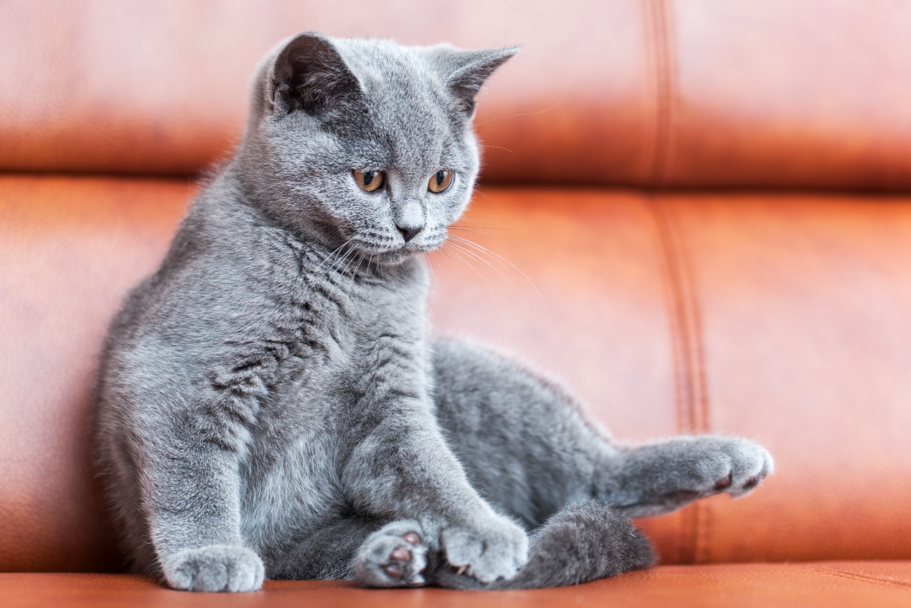 Avoiding cat scraches on leather sofa Cat on brown leather sofa