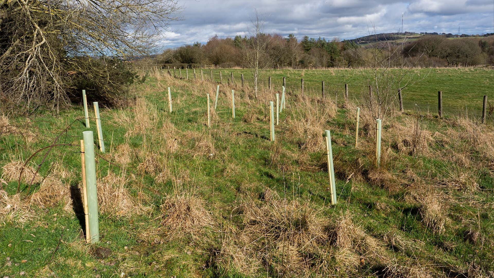 Tree Planting in the Furniture Clinic Factory Grounds